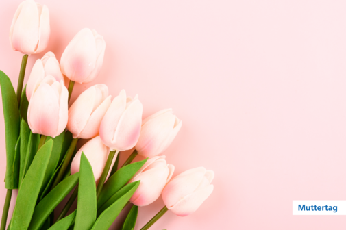 Ein Strauß rosa Tulpen auf einem rosa Hintergrund