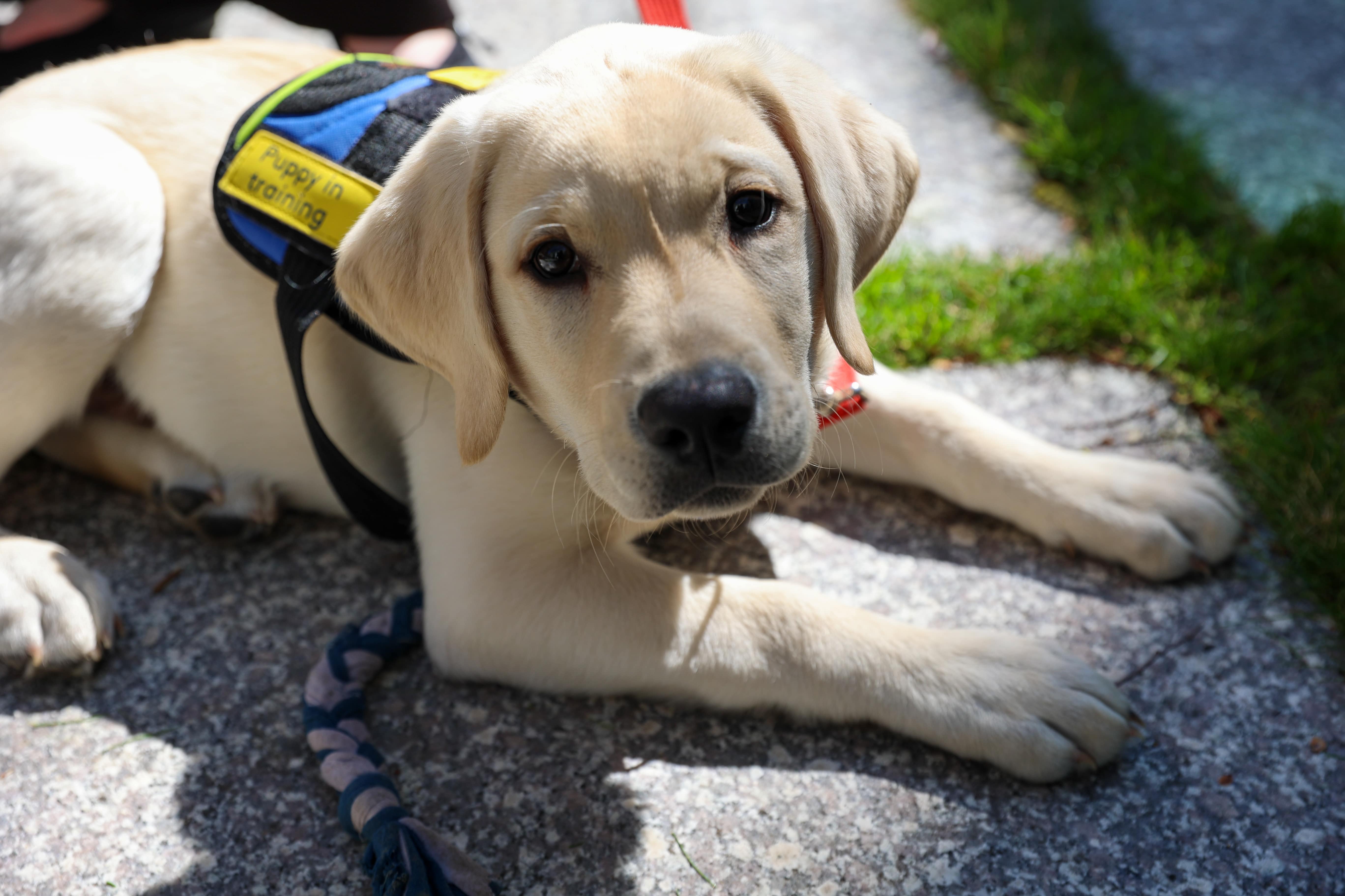 Assistenzhund in Ausbildung