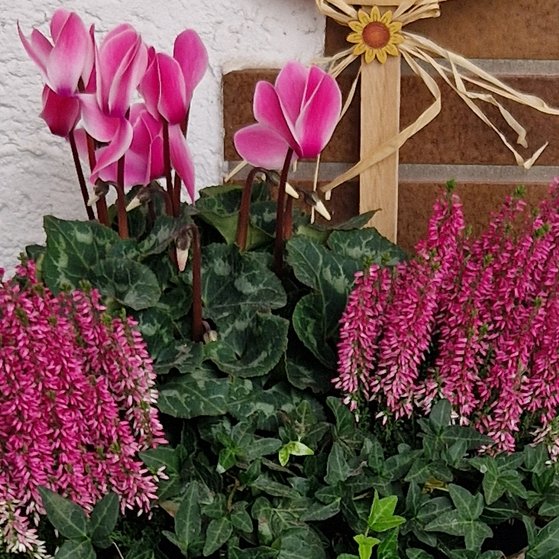 Erika kündigt den Herbst an Bepflanzter Topf mit Erika