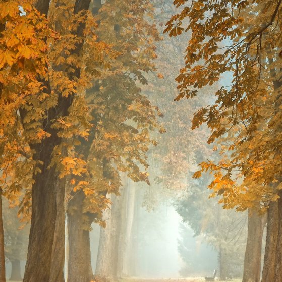 Herbstwald ....