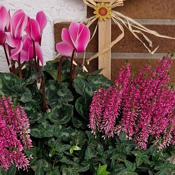 Bepflanzter Topf mit Erika