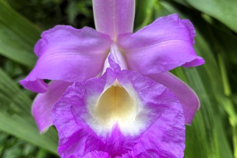 Blume