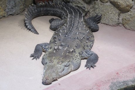 Beim Besuch im Meerwasseraquarium in Zella-Mehlis.