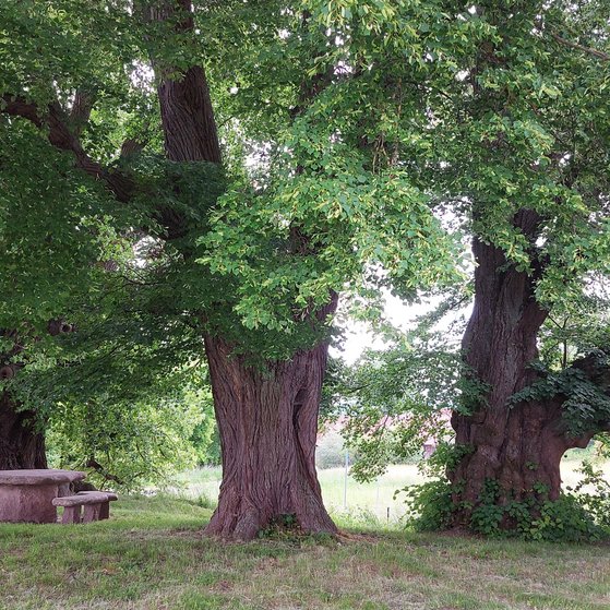 Die Mahllinden sind ein Naturdenkmal und historischer Gerichtsplatz zwischen Oberdorla und Niederdorla.