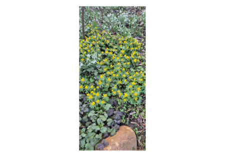 unterschiedliche blumen bl&uuml;hen am weg.