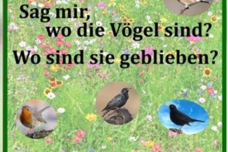 Sag mir wo die Vögel sind? Wo sind sie geblieben?