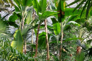 Blick in das Palmenhaus