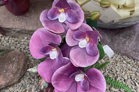 Orchideencafé Orchideencafé