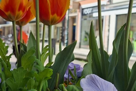 Tulpen