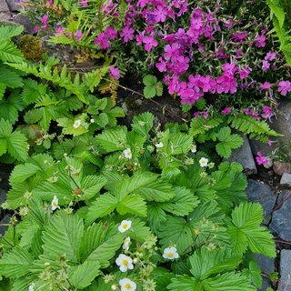 Ein Bild mit einer Erdbeerpflanze mit Blüten