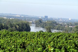 Blick über den Weinberg und den Main in die Ferne