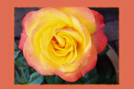 Blumen zum Geburtstag rose mit blüten und blättern