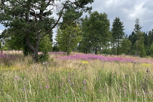 Schwarzes Moor in der Rhön