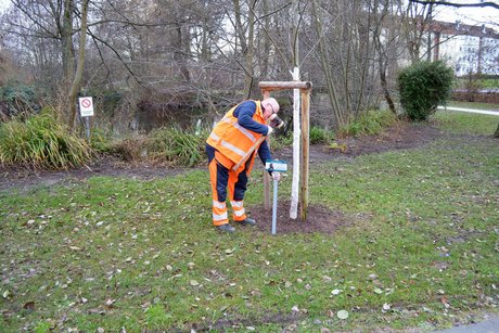 Anbringen des Baumschildes