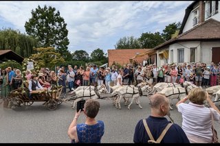 Rosencorso zum Steinfurther Rosenfest.