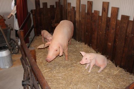 Schweine im Stall
