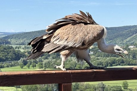 Geier sind fleischfressende Greifv&ouml;gel