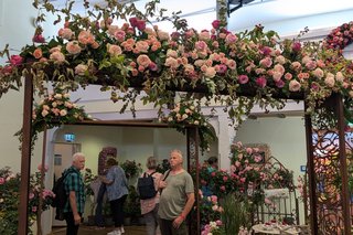 Rosenausstellung zum Steinfurther Rosenfest.