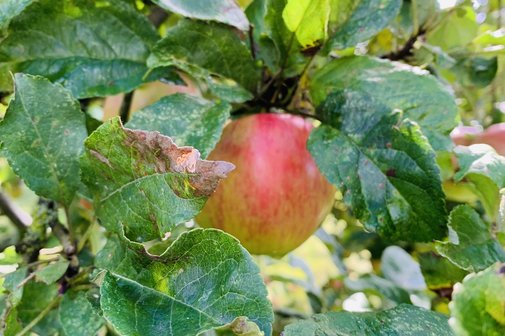 Apfel im Baum
