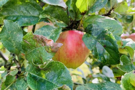 Apfel im Baum