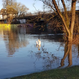 Schwan im Frühling