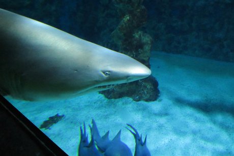 Beim Besuch im Meerwasseraquarium in Zella-Mehlis.