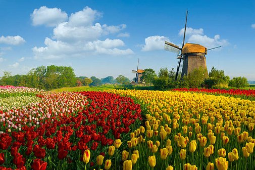 Tulpenbl&uuml;te Holland