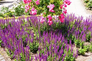 Rosenbeet mit Lavendel