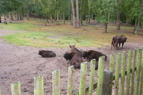 Wisente liegen auf einer Wiese im Wisentreservat Damerow