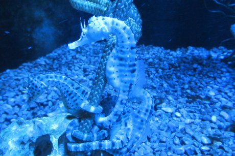 Beim Besuch im Meerwasseraquarium in Zella-Mehlis.