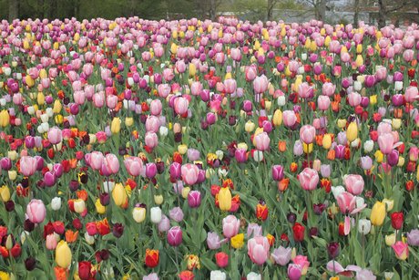 Tulpen im Keukenhof.
