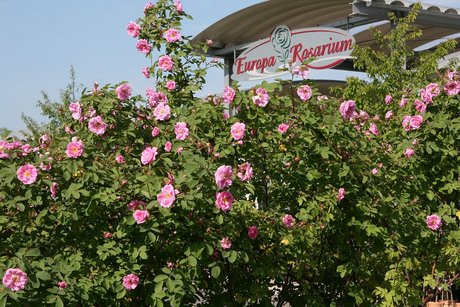 Europa-Rosarium