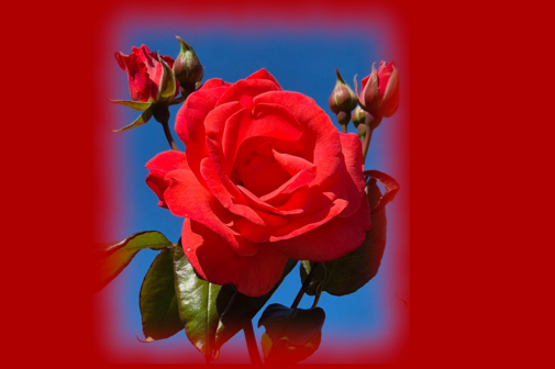 Blumen zum Geburtstag eine rose