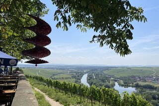 Blick von der Vogelsburg auf den Main