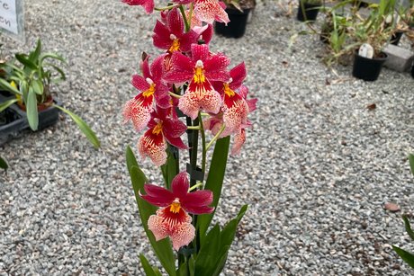 Orchideencafé Orchideencafé