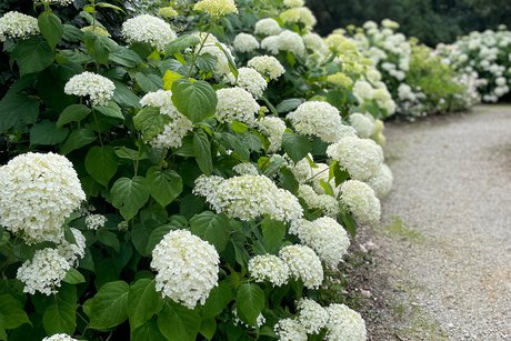 Wege und Plätze sind von Hortensienblüten umsäumt
