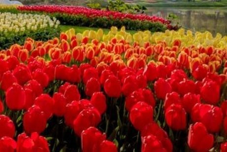 Tulpen Keukenhof