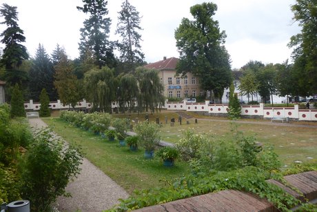 Parklandschaft mit Bäumen im Schlosspark Neustrelitz