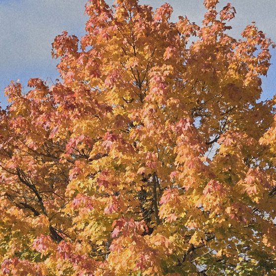 Ein Baum mit herbstlich gef&auml;rbten Bl&auml;ttern