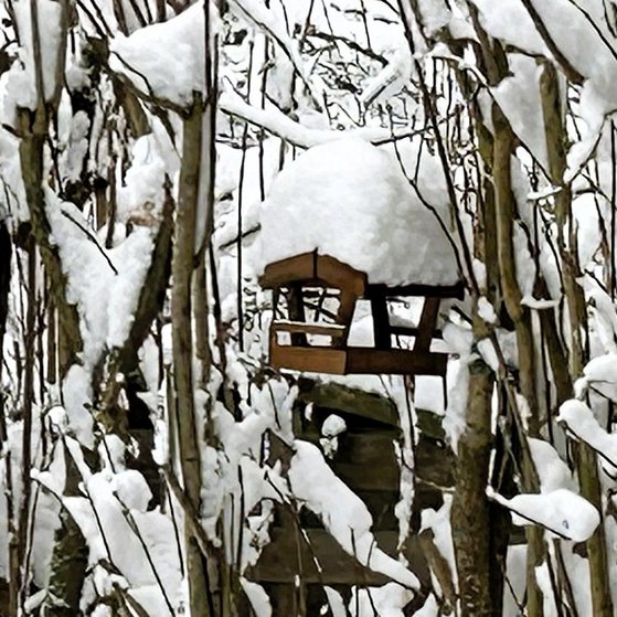 Vogelh&auml;uschen im Januar 2026