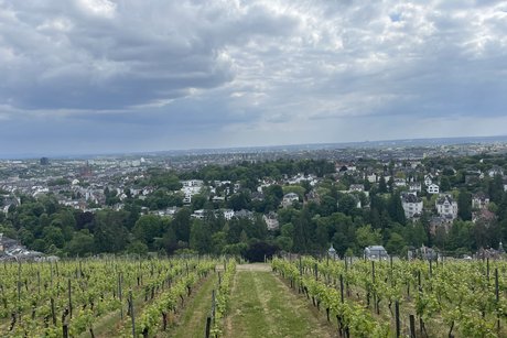 Der Fernblick ins Rheintal vom Neroberg Terrasse ist ein beliebtes Ausflugsziel, da die Aussicht von hier besonders schön ist.