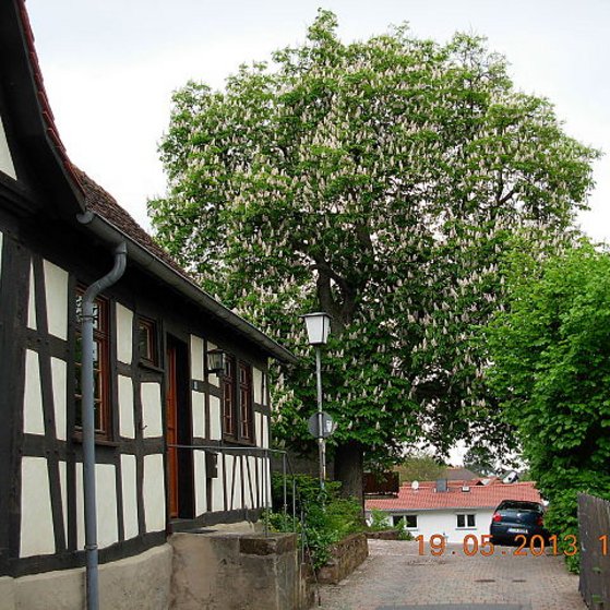 Blick vom Pfarrberg auf die blühende Kastanie vor dem Wersauer Kirchturm 2013