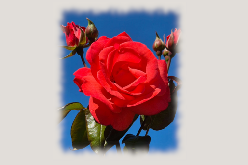 Blumen zum Geburtstag rose mit blüten und blättern
