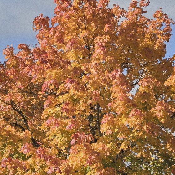Ein Baum mit herbstlich gef&auml;rbten Bl&auml;ttern