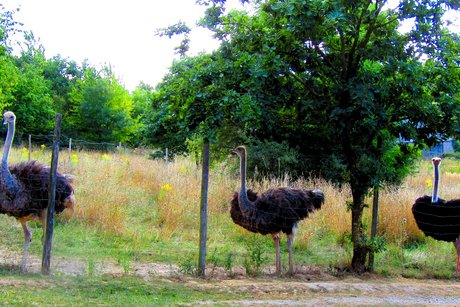 Eine Straußenfamilie bestehend aus einem männlichen Tier - erkennbar an den roten Beinen und dem roten Schnabel, sowie zwei weibliche Tiere.
