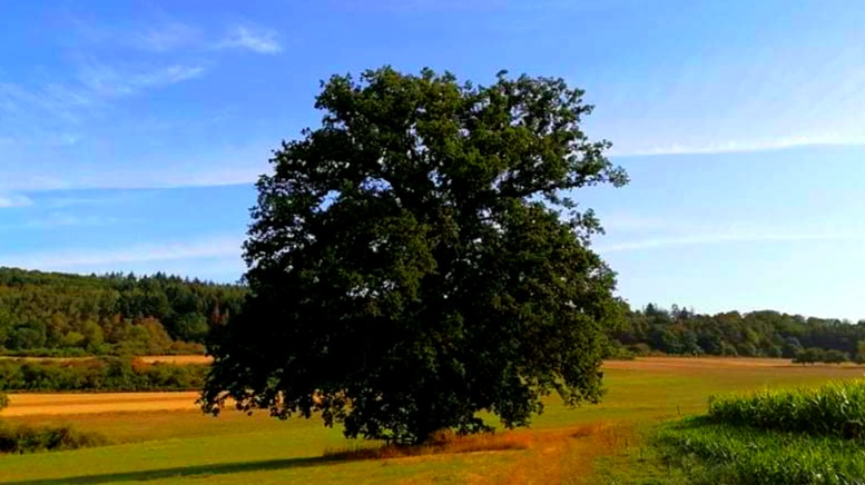 VDK Ortsverband Niedershausen