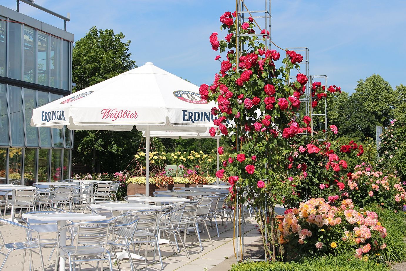 Parkgastronomie Europa-Rosarium Im Bereich des Haupteingangs des Europa-Rosariums bietet unsere Parkgastronomie mit ihrer großen Sonnenterrasse während der Rosensaison ein vielfältiges Angebot an kulinarischen Genüssen in traumhaften Ambiente inmitten der Rosenpracht mit einem einmaligen Blick in den Säulengarten. Wir freuen uns auf Ihren Besuch.