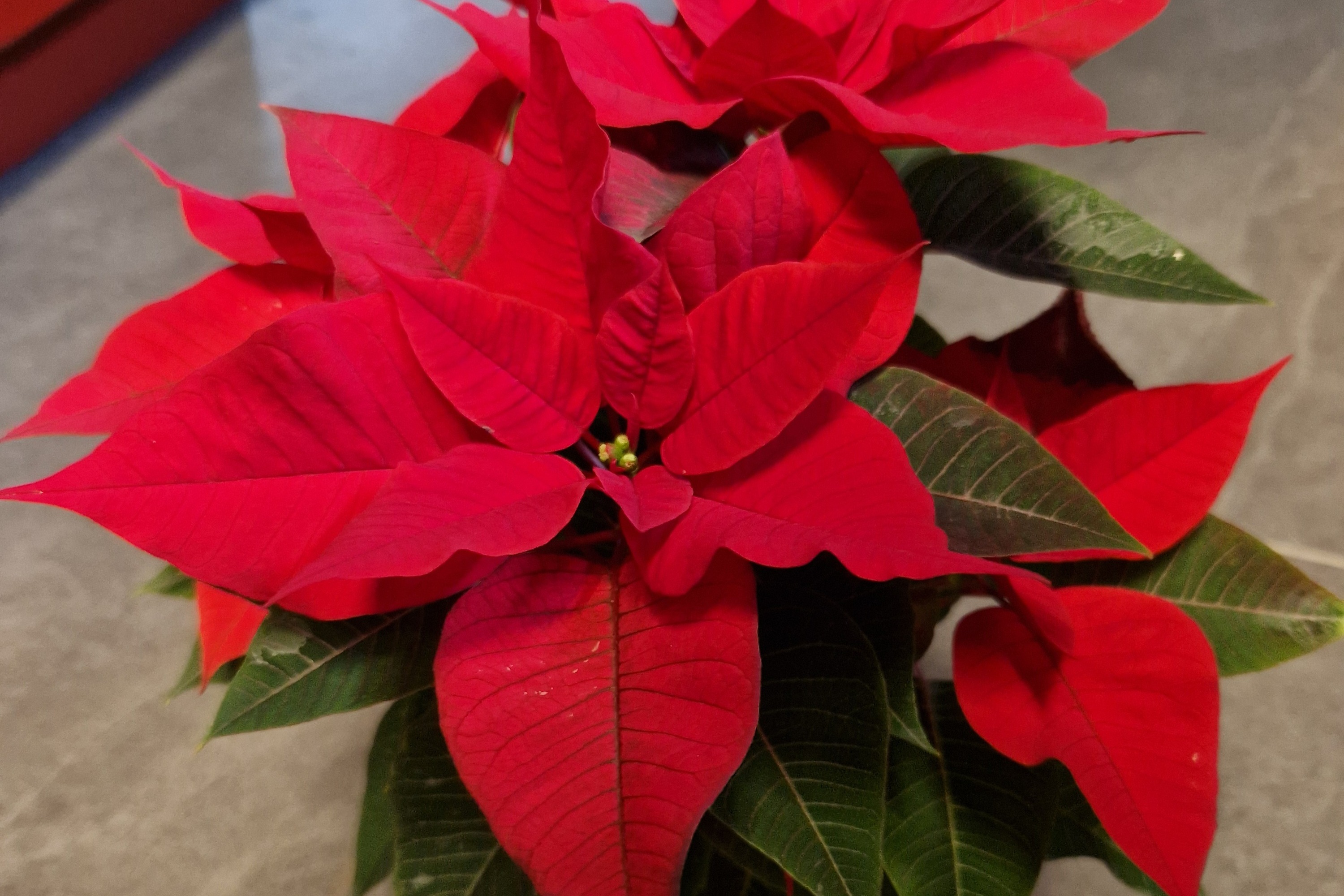 Zum Jahresabschluss Bild eines Weihnachtssterns