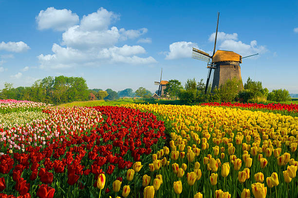 Tulpenbl&uuml;te Holland