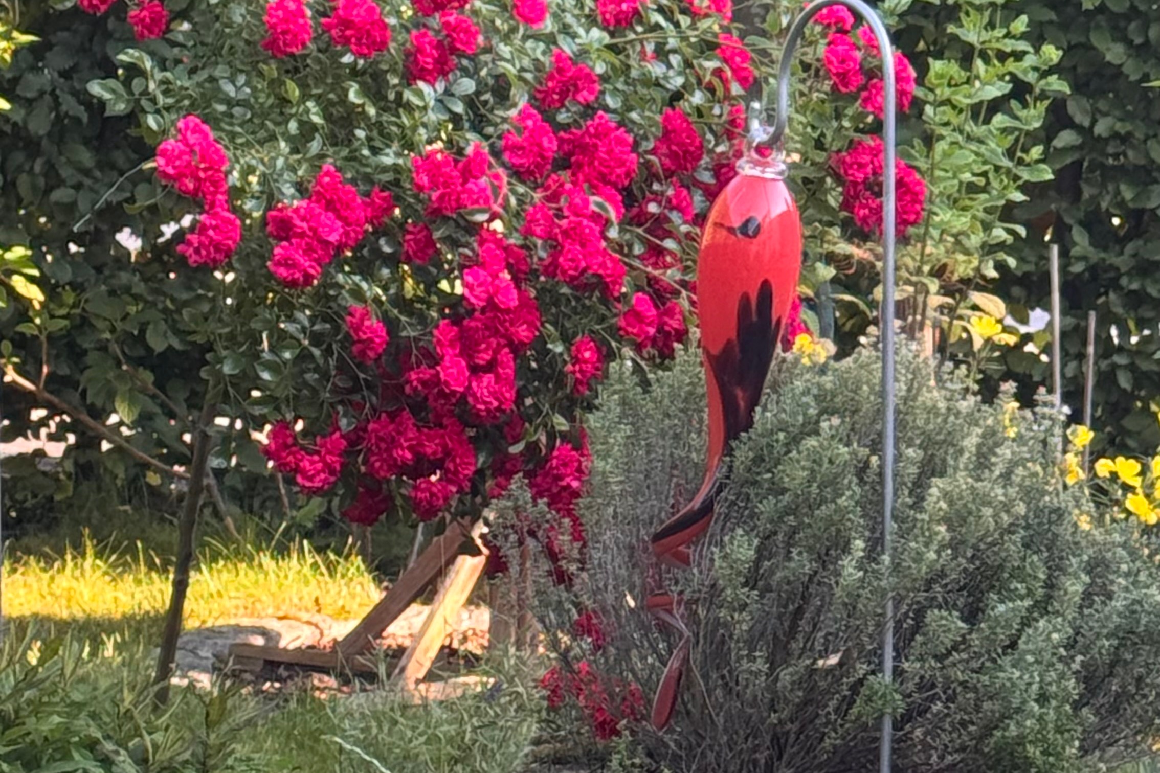 Blumen Gruß Rosenstock mit roten Blüten